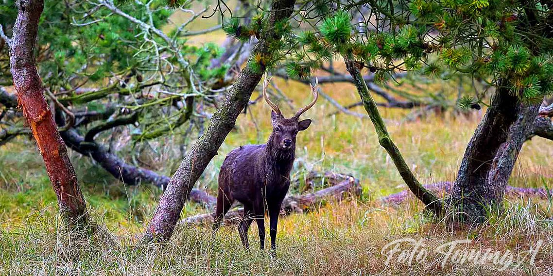 Oplev Krondyrene helt tæt på - Jammerbugt Camping