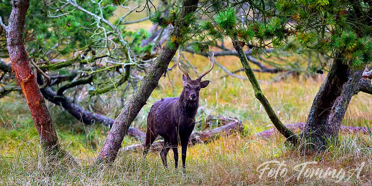 Oplev Krondyrene helt tæt på - Jammerbugt Camping